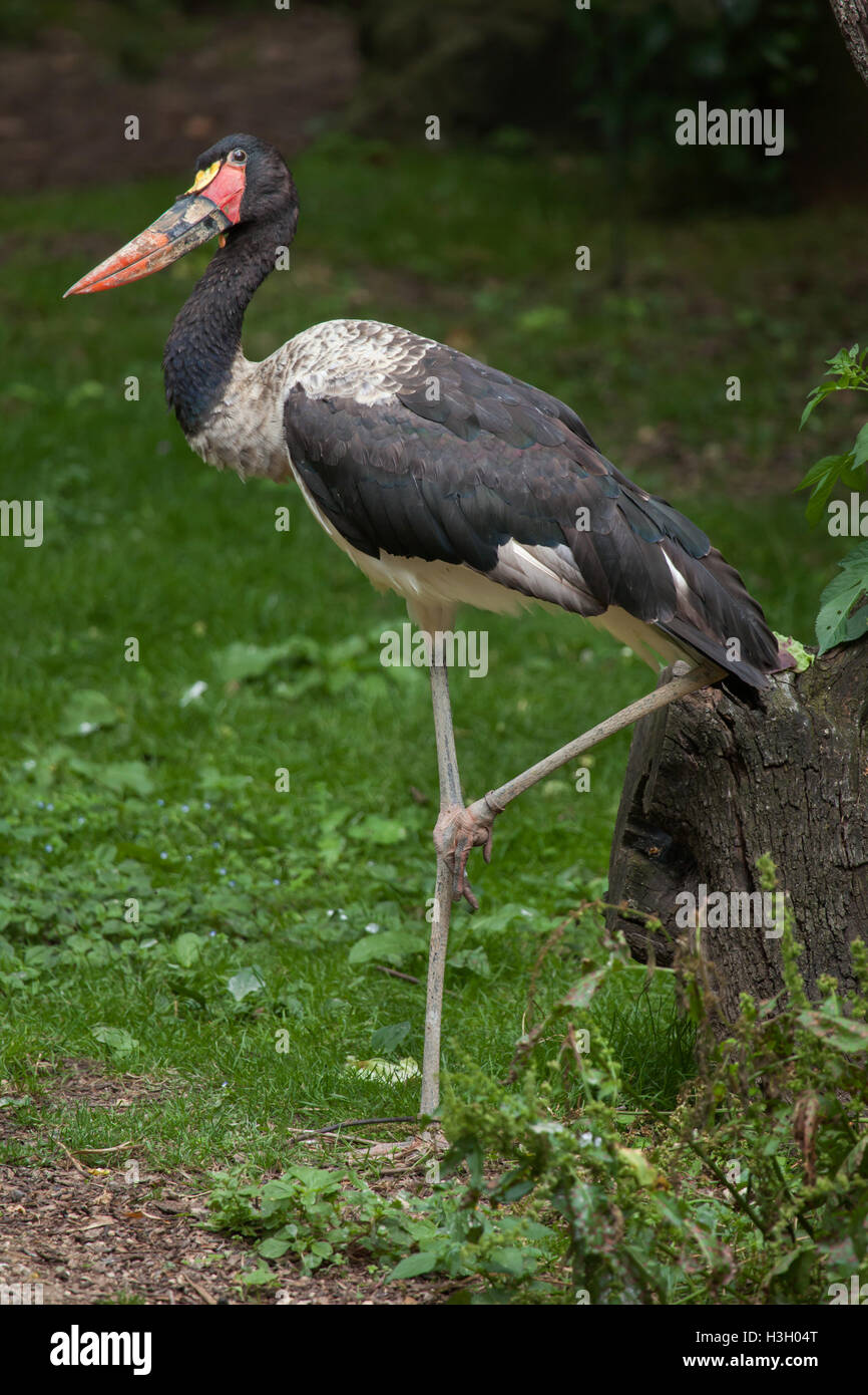 Sattel – abgerechnet Stork (Nahrung Senegalensis). Tierwelt Tier. Stockfoto