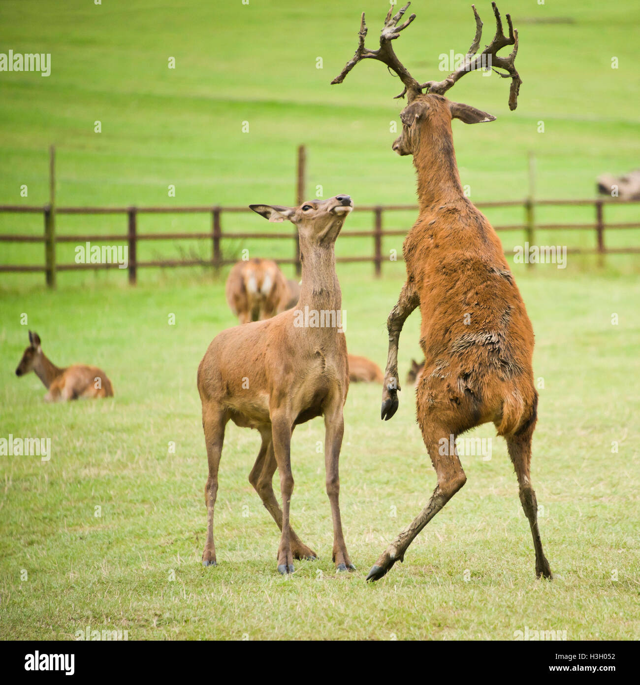 Platz in der Nähe bis des Rotwildes kämpfen. Stockfoto