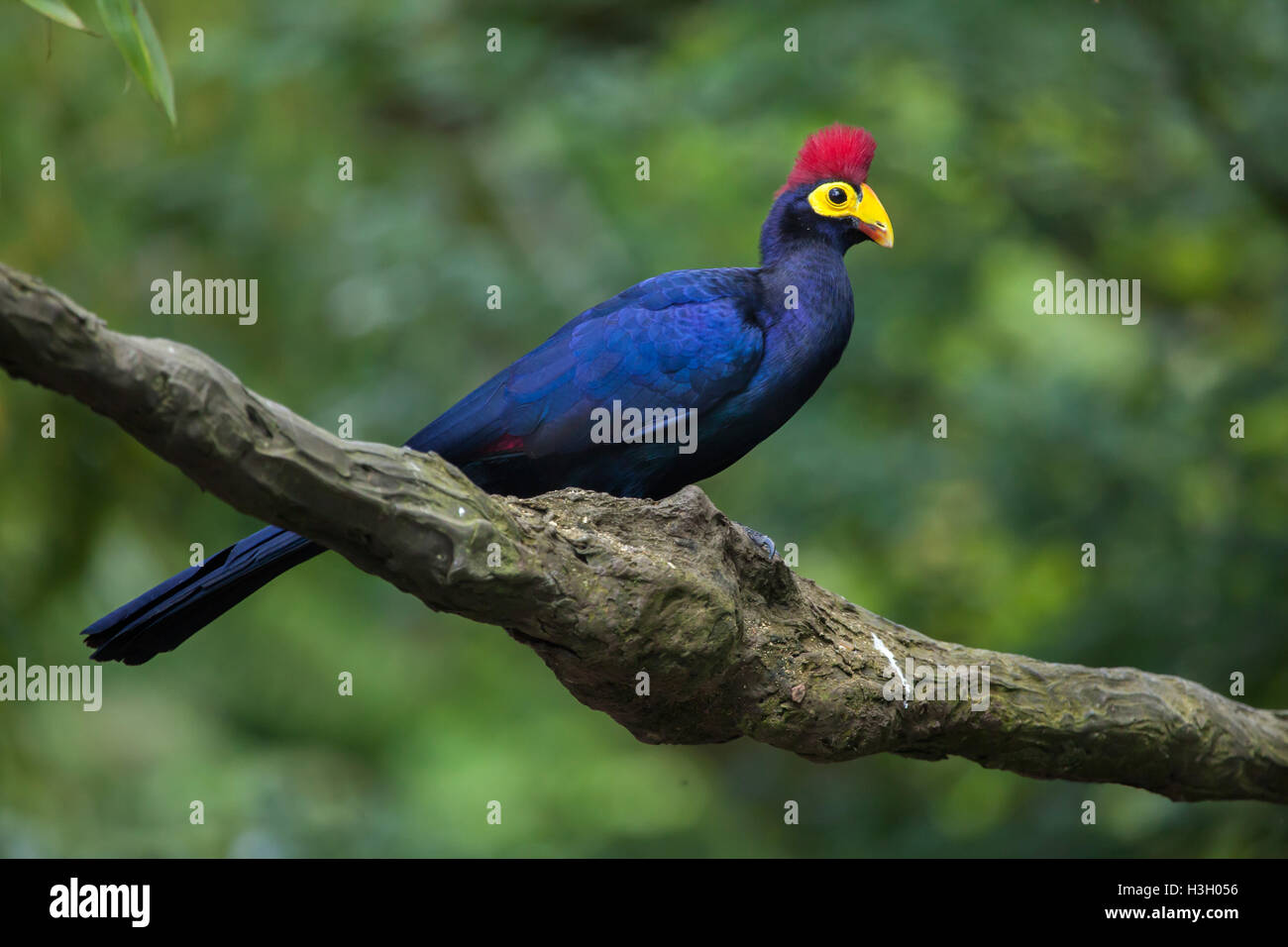 Frau Ross Turaco (Musophaga Rossae), auch bekannt als die Ross Turaco. Tierwelt Tier. Stockfoto