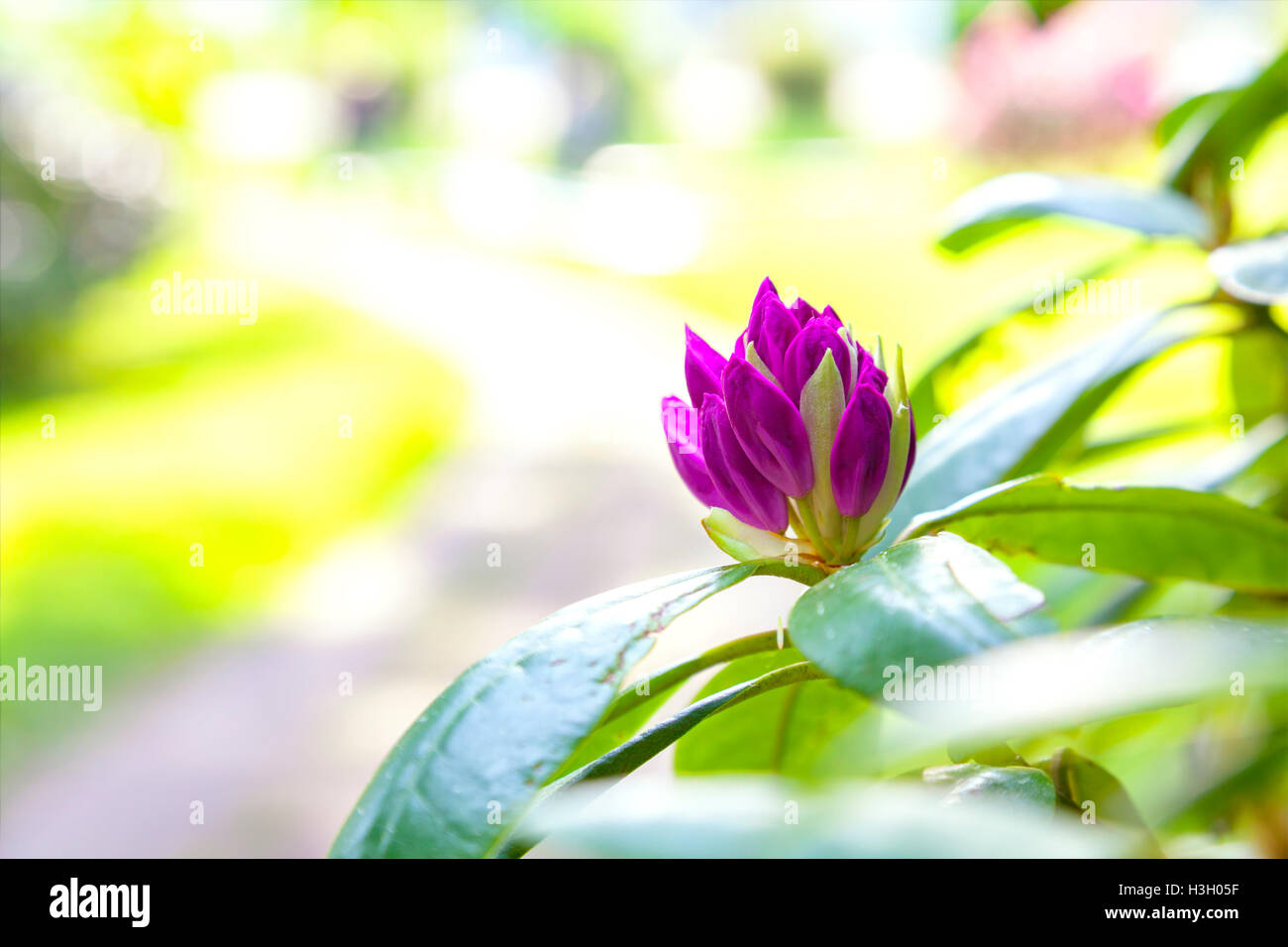 Bild von einem Rhododendron Knospe in einem Garten. Stockfoto