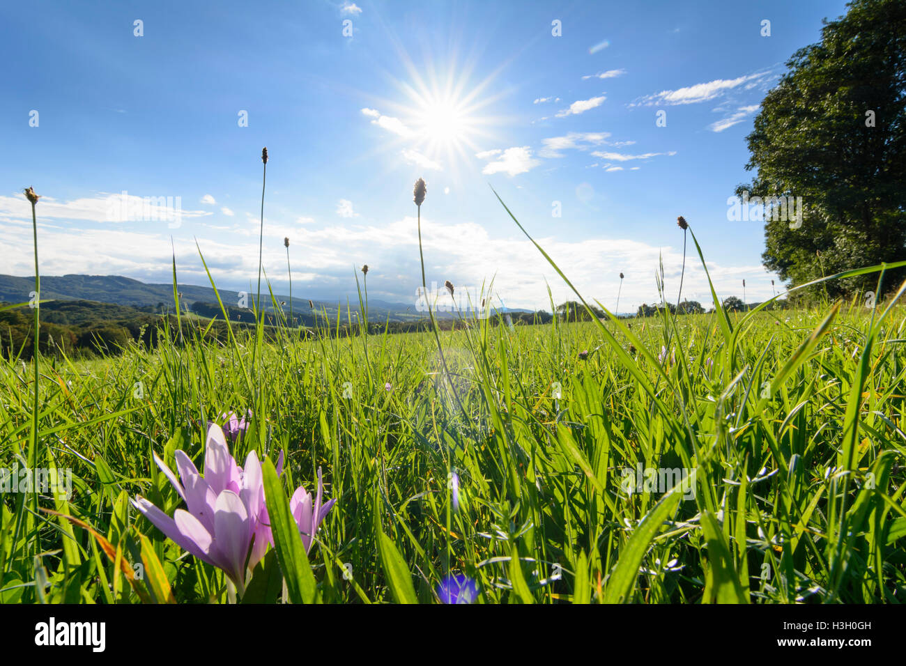 Maria-Balk: Ansicht im Wienerwald, Herbstzeitlose (Colchicum Autumnale, Herbstzeitlose, Wiese Safran), Wienerwald, Wien Woo Stockfoto