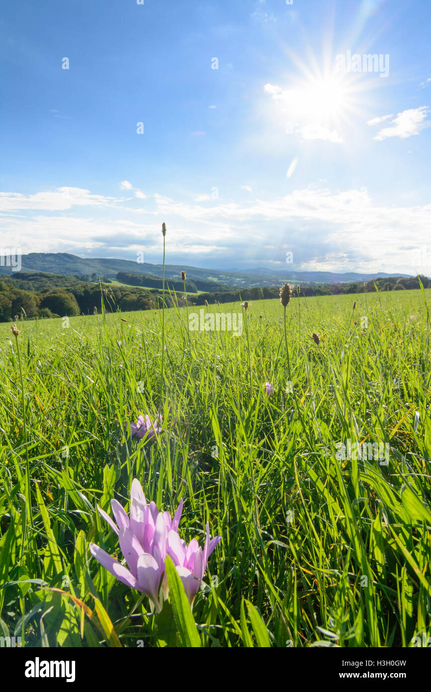 Maria-Balk: Ansicht im Wienerwald, Herbstzeitlose (Colchicum Autumnale, Herbstzeitlose, Wiese Safran), Wienerwald, Wien Woo Stockfoto