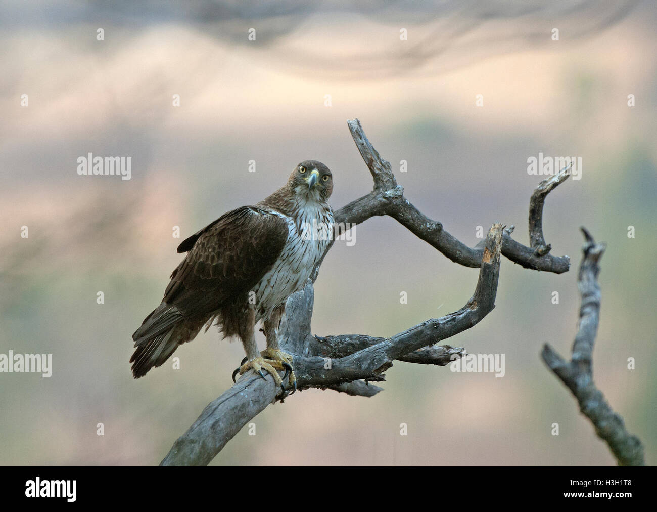 Das Bild des Bonellis Eagle (Aquila Fasciata) aufgenommen in Maharashtra, Indien Stockfoto