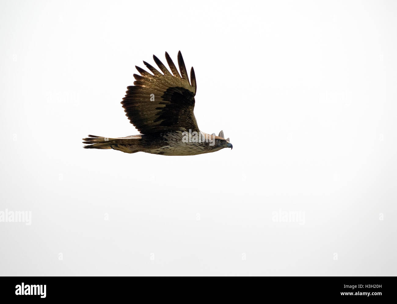 Das Bild des Bonellis Eagle (Aquila Fasciata) aufgenommen in Maharashtra, Indien Stockfoto