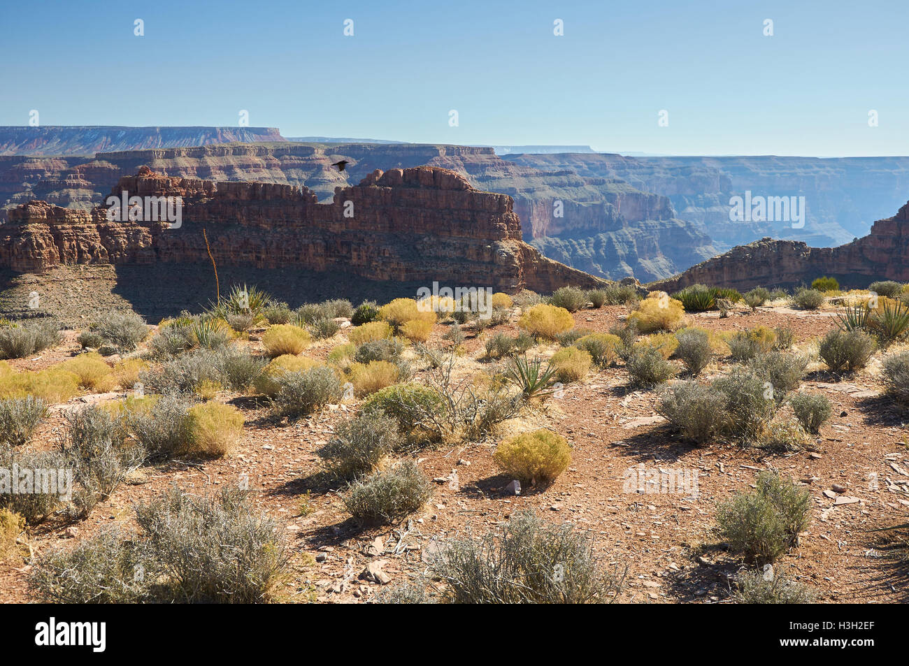 Pflanzen auf den Steinen der Wüste Og Grand Canyon Stockfoto