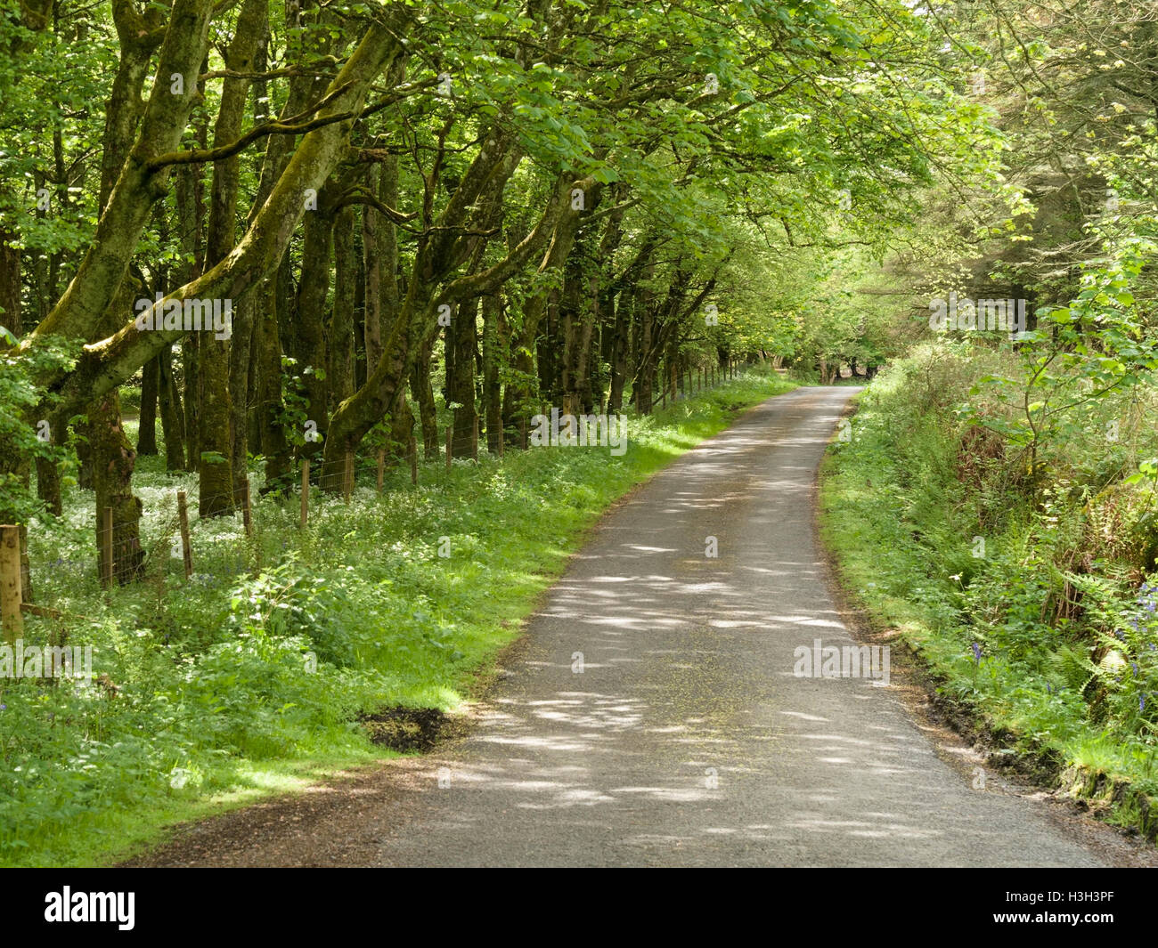 Von Bäumen gesäumten Allee von am Straßenrand, Colonsay House Gardens Wald, Insel Colonsay, Scotland, UK. Stockfoto