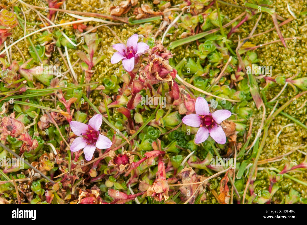 Saxifraga Oppositifolia, lila Steinbrech an Gnallodden, Spitzbergen, Norwegen Stockfoto