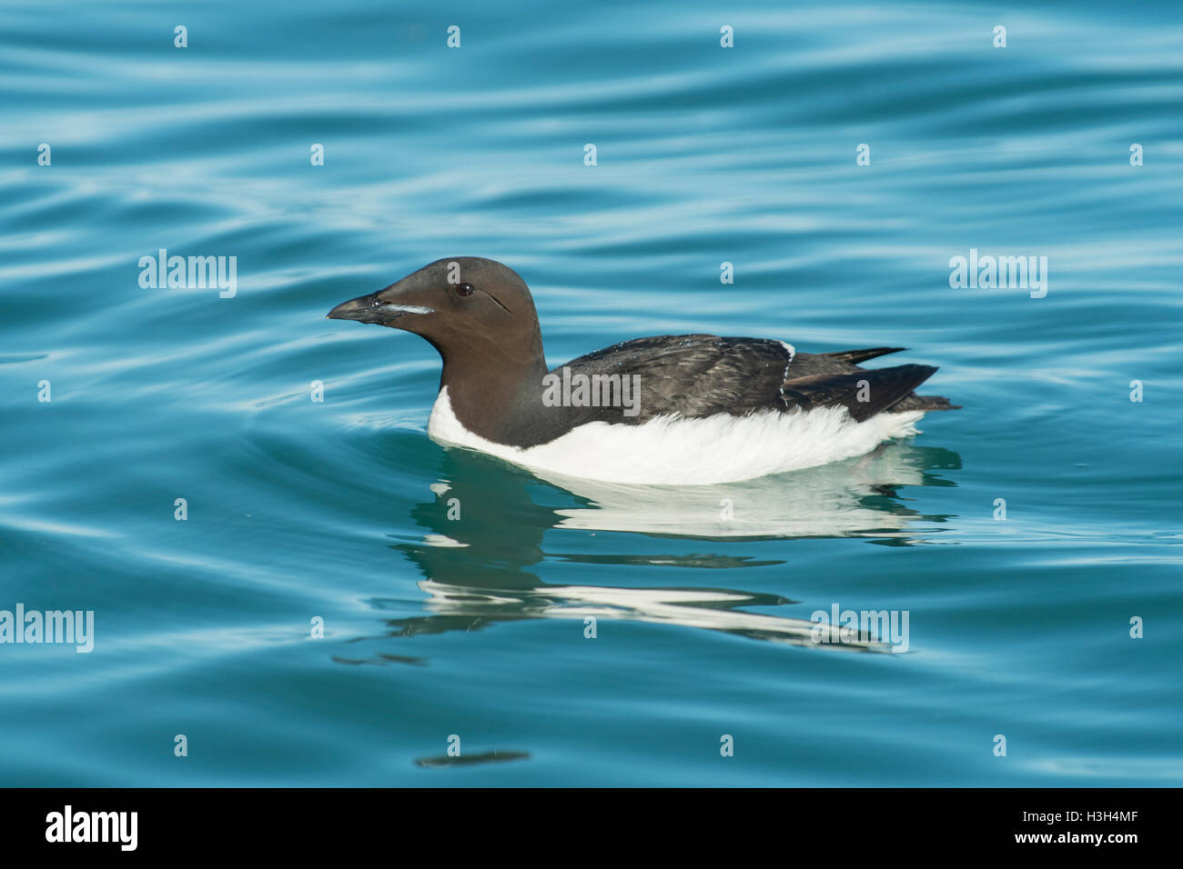 Brunnich von Guillemot Uria Lomvia bei Alkefjellet Stockfoto