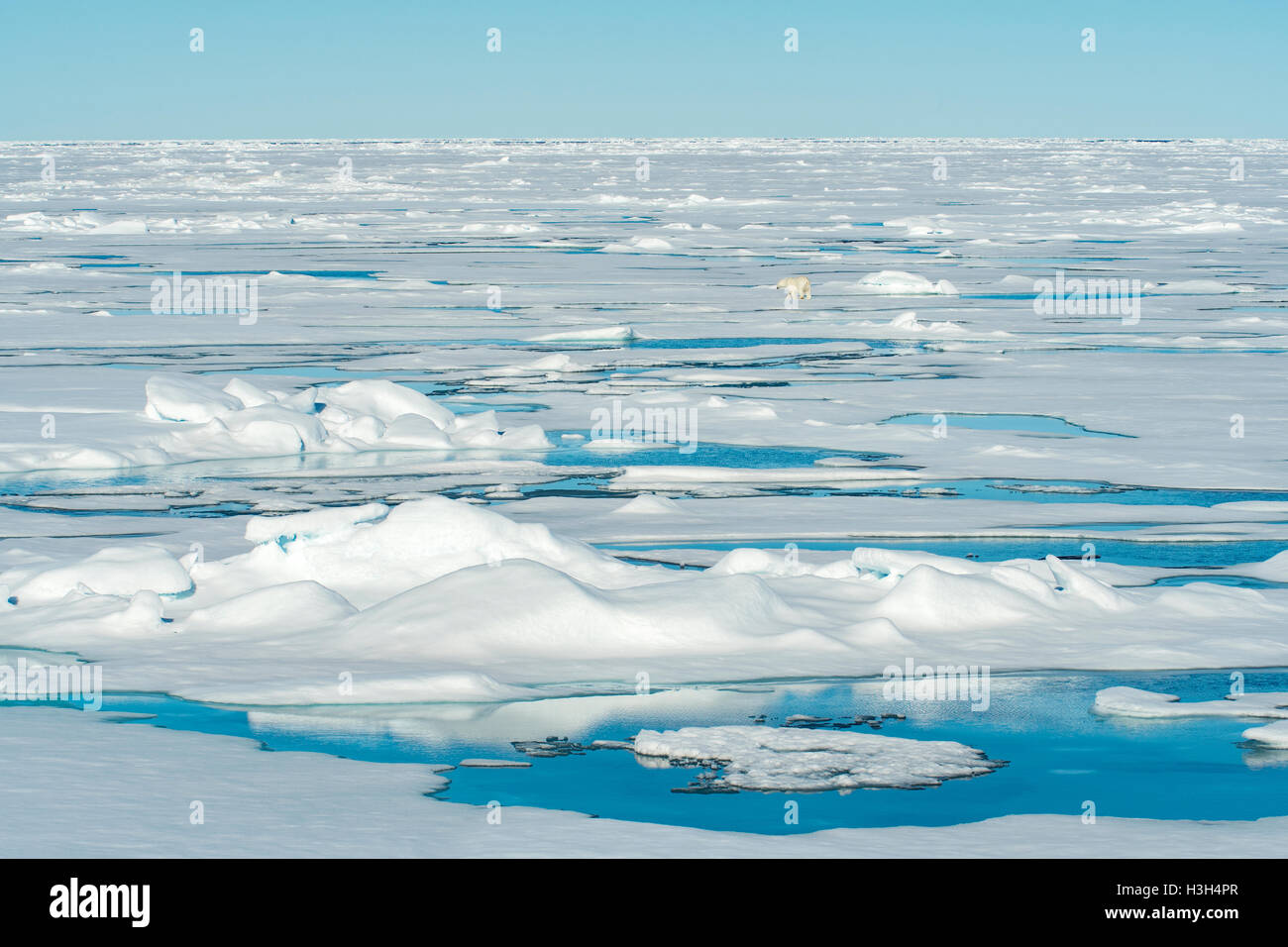 Eisbär in Ferne auf Packeis im nördlichen Arktis Stockfoto