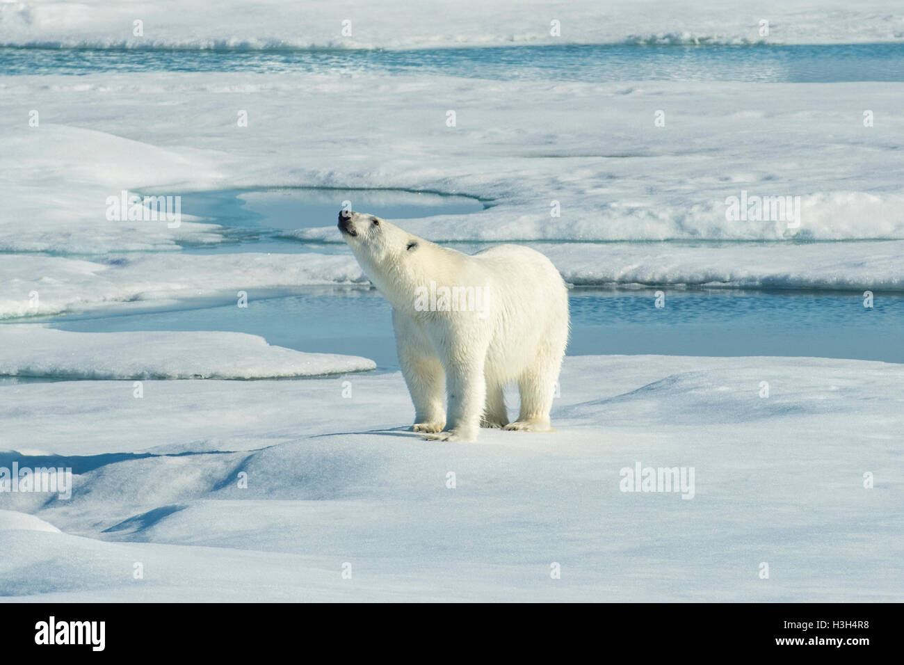 Eisbär Ursus Maritimus, nördlich von Spitzbergen, Norwegen Stockfoto