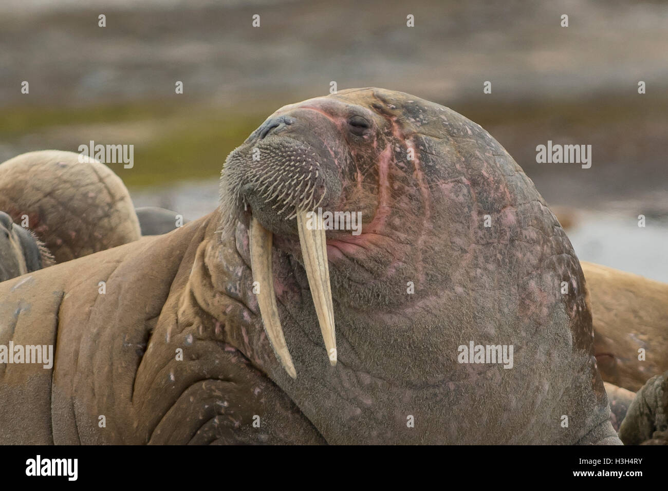 Walross, Odobenus Rosmarus, Spitzbergen, Norwegen Stockfoto