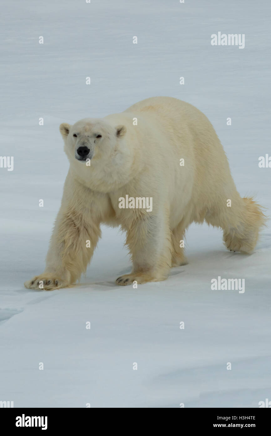 Eisbär Ursus Maritimus, Spitzbergen, Norwegen Stockfoto