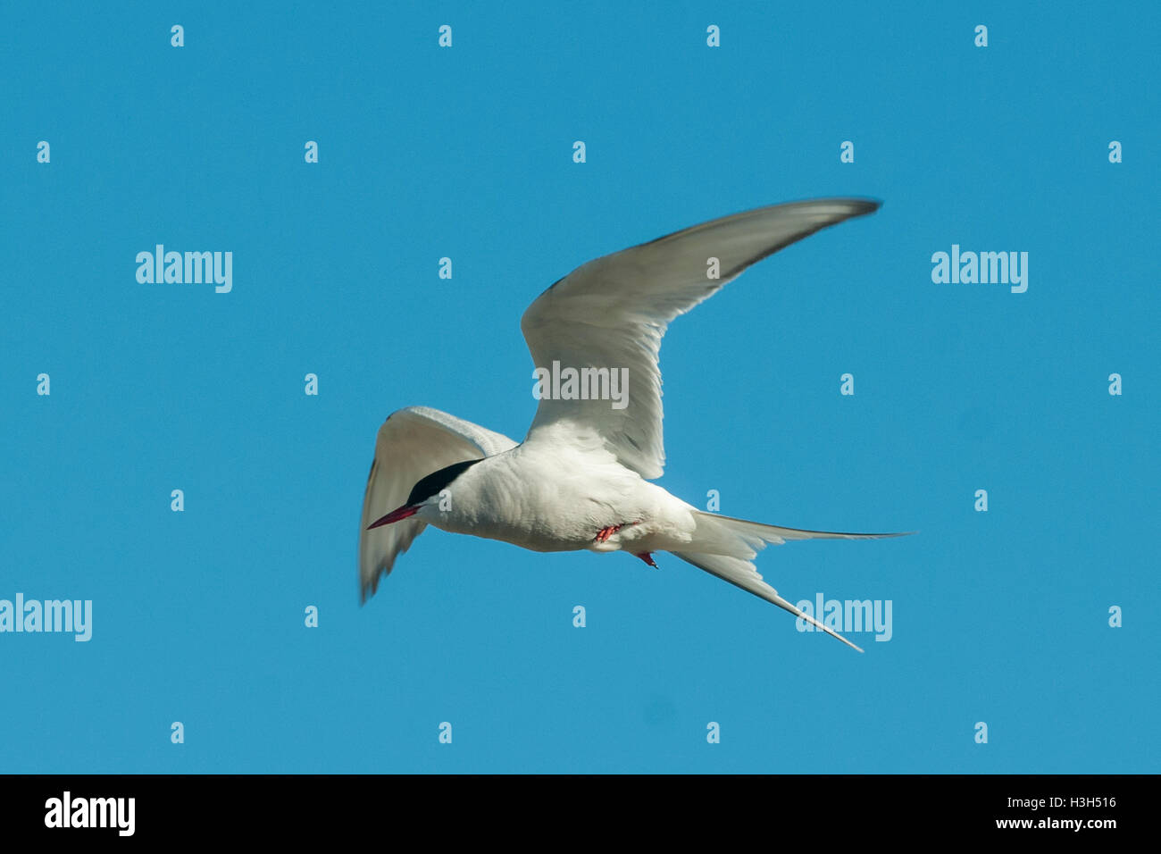 Küstenseeschwalbe Sterna Paradisaea im Flug Stockfoto