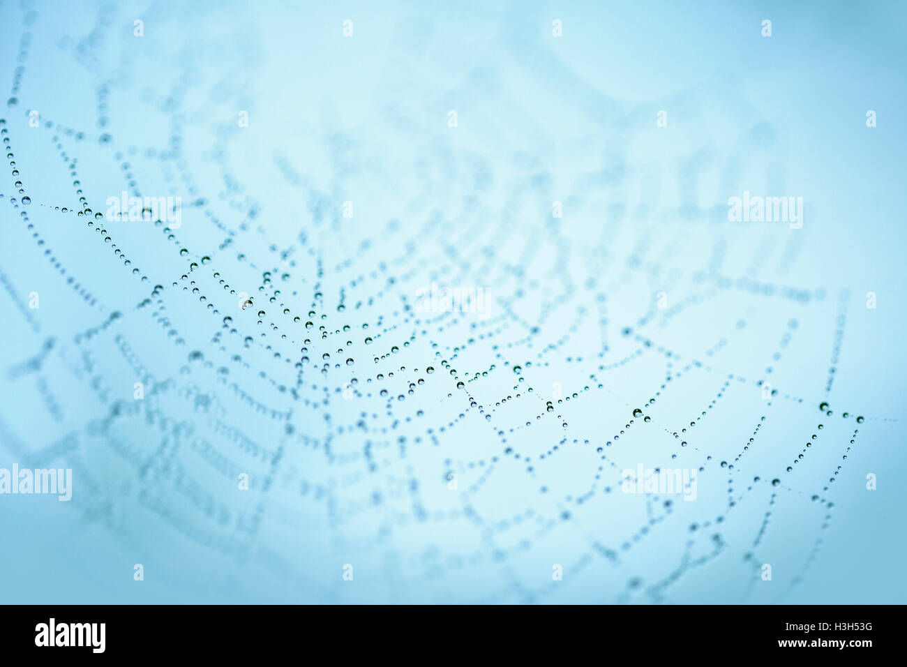 Close Up Tautropfen im Spinnennetz am Morgen Stockfoto