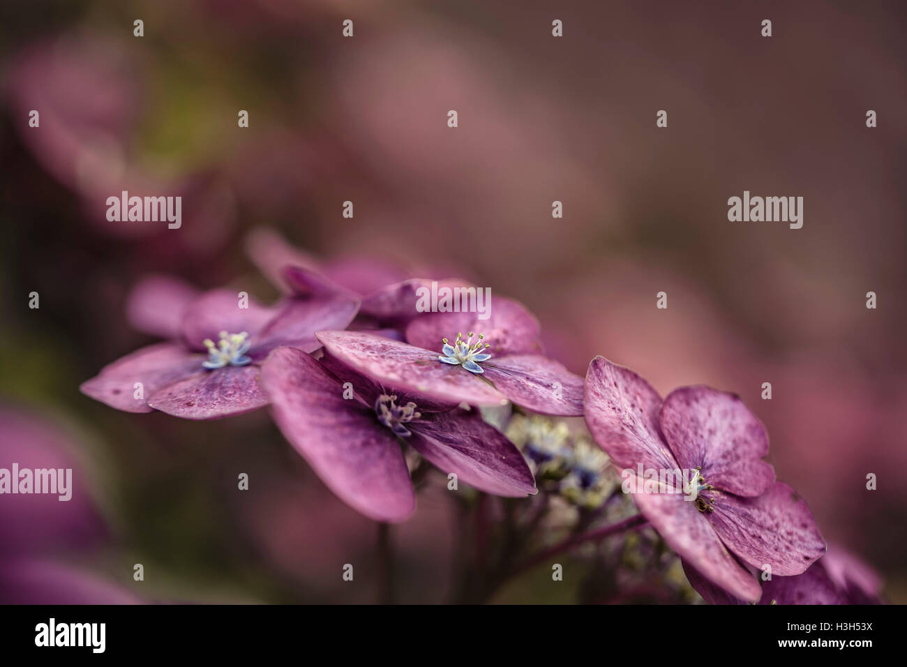 Nahaufnahme von lila Hortensia Blüte im Sommer Stockfoto