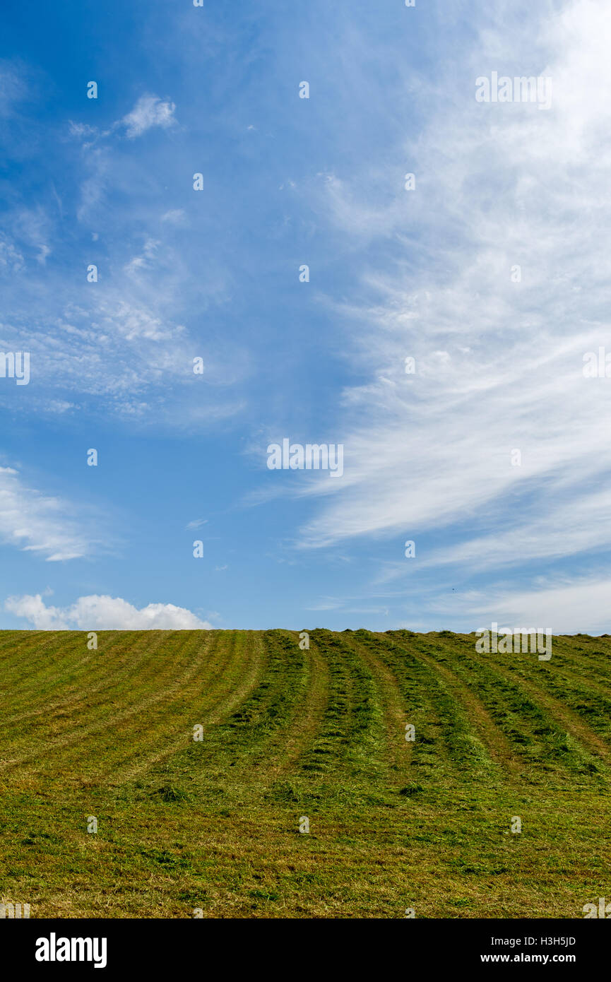 Ein Feld des geschnittenen Grases warten für Silage in West Cork, Irland gerettet werden. Stockfoto