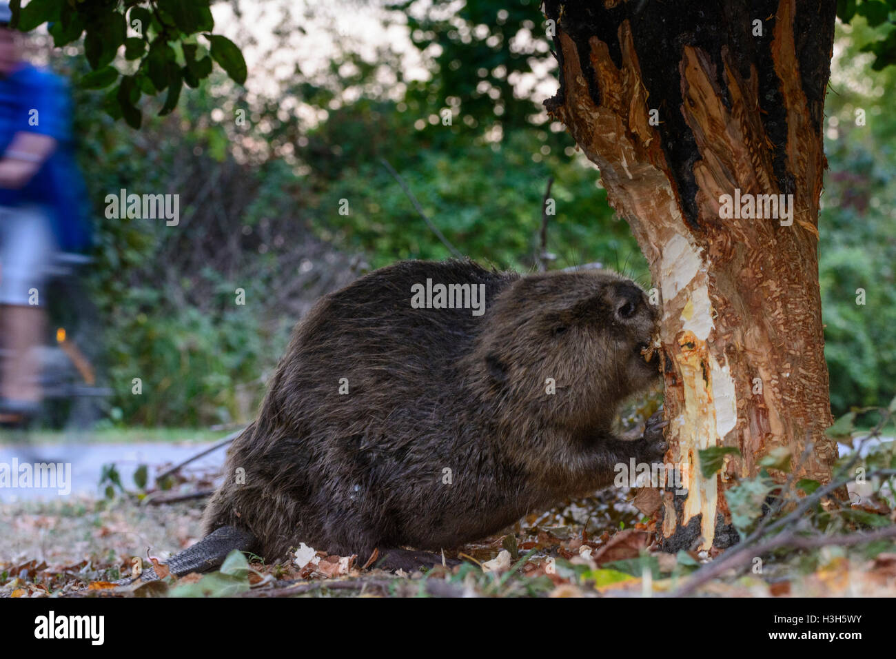 Wien, Wien: Eurasische europäische Biber (Castor Fiber) fiel Fällen Baum in der Nähe Fußweg auf der alten Donau (Alte Donau), vorbei an cy Stockfoto