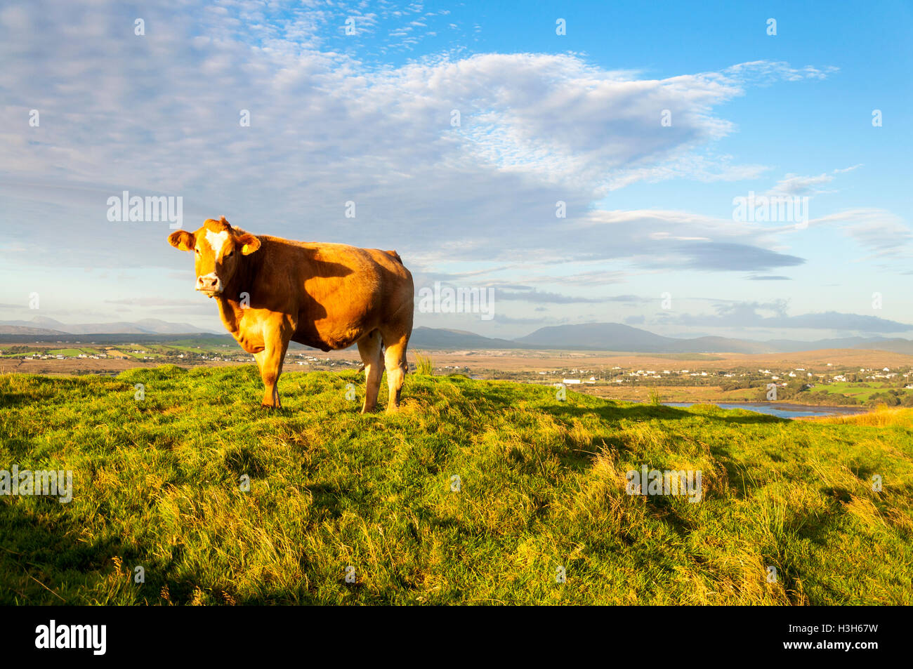 Limousin-Rinder in der Nähe von Ardara, County Donegal, Irland Stockfoto
