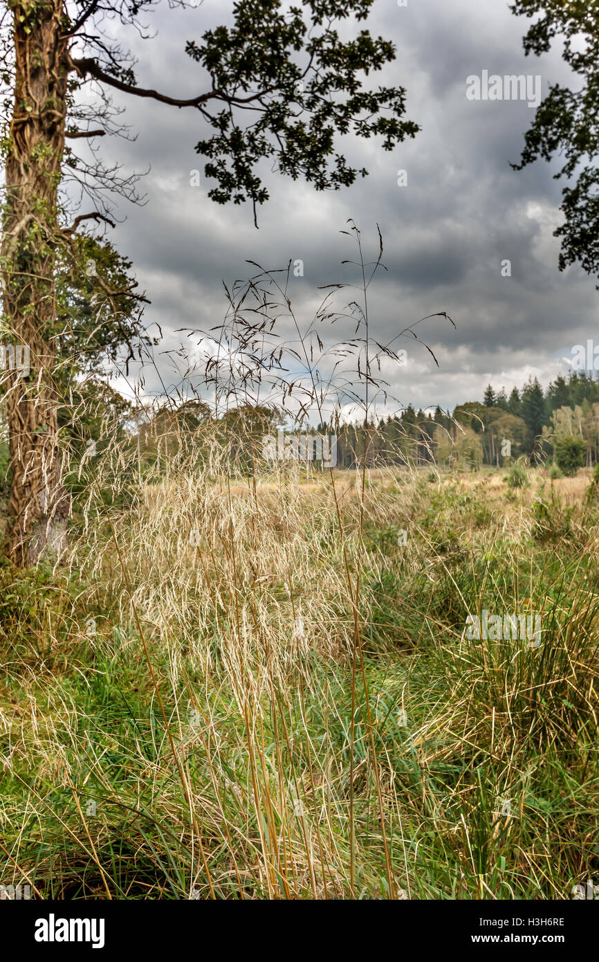 Gräser und Farne Schilf im Überfluss in den Wald von Dean Stockfoto