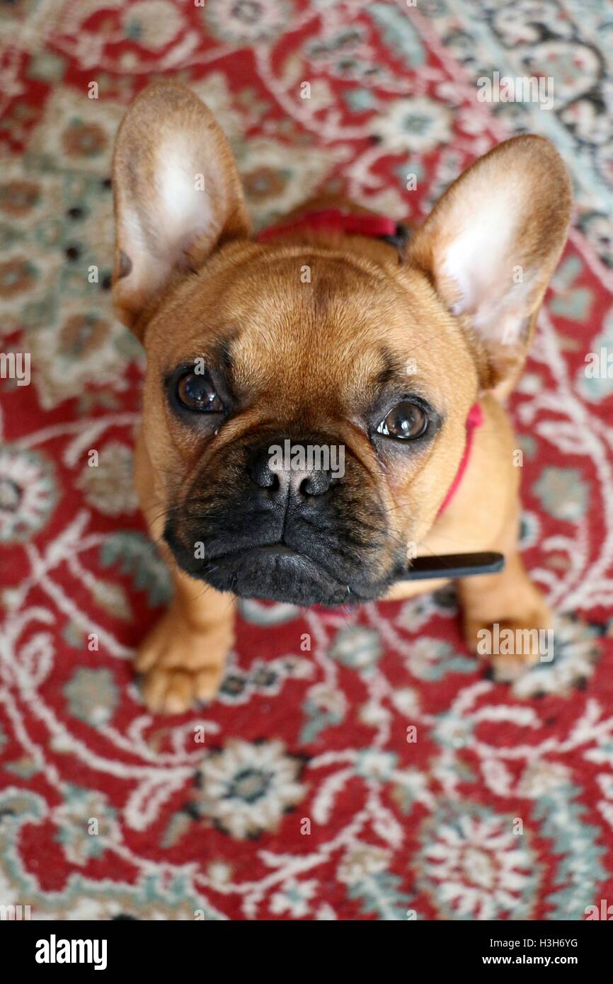 Ein Hund auf der Suche nach oben in die Kamera. Stockfoto