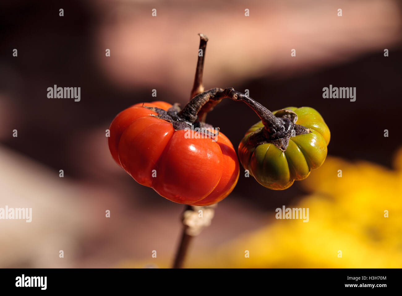 Kürbis-wissenschaftlich bekannt als Solanum Integrifolium Baum ist eine Pflanze, die aussieht, als ob es Miniatur orange Kürbisse wächst. Stockfoto