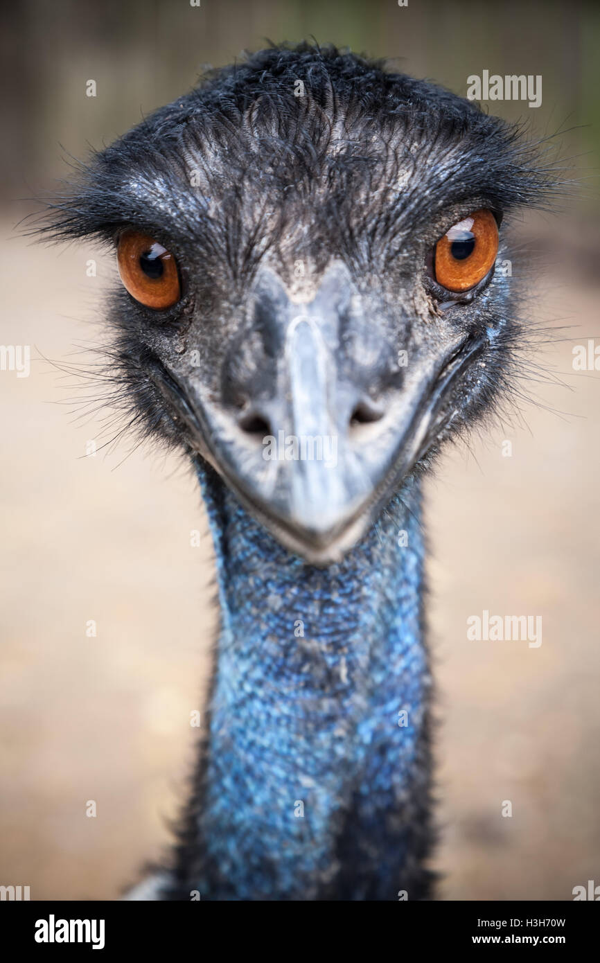 Close-up Portrait von Strauß mit orangefarbenen Augen Stockfoto
