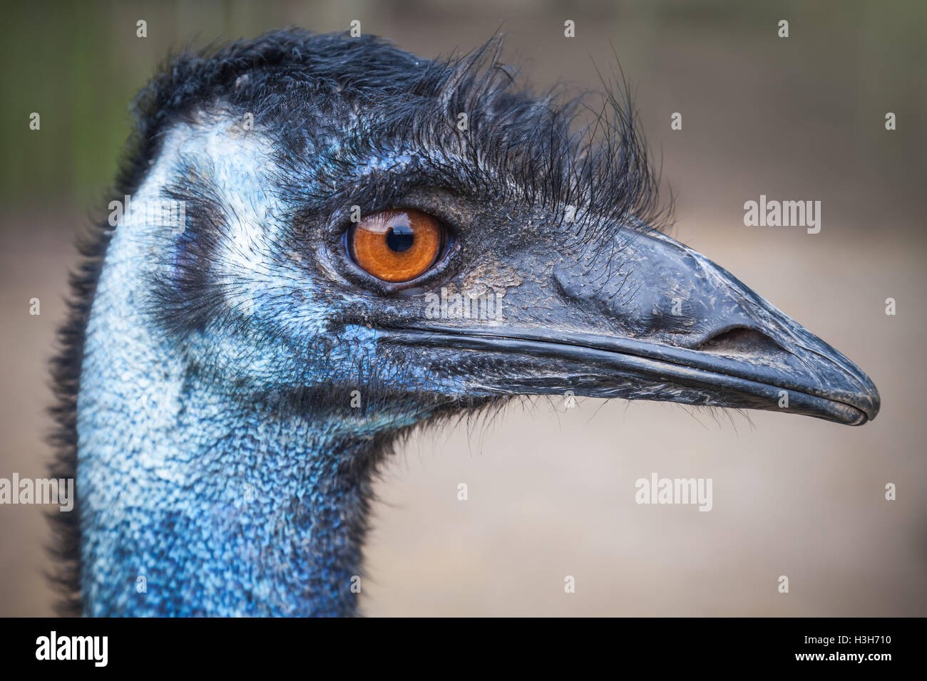 Closeup Profilbildnis von Strauß mit orangefarbenen Augen Stockfoto