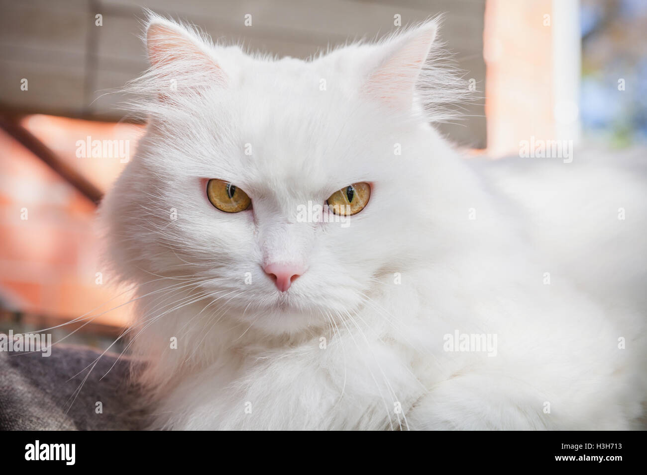 Close-up Portrait von weiße flauschige Katze mit gelben Augen Stockfoto