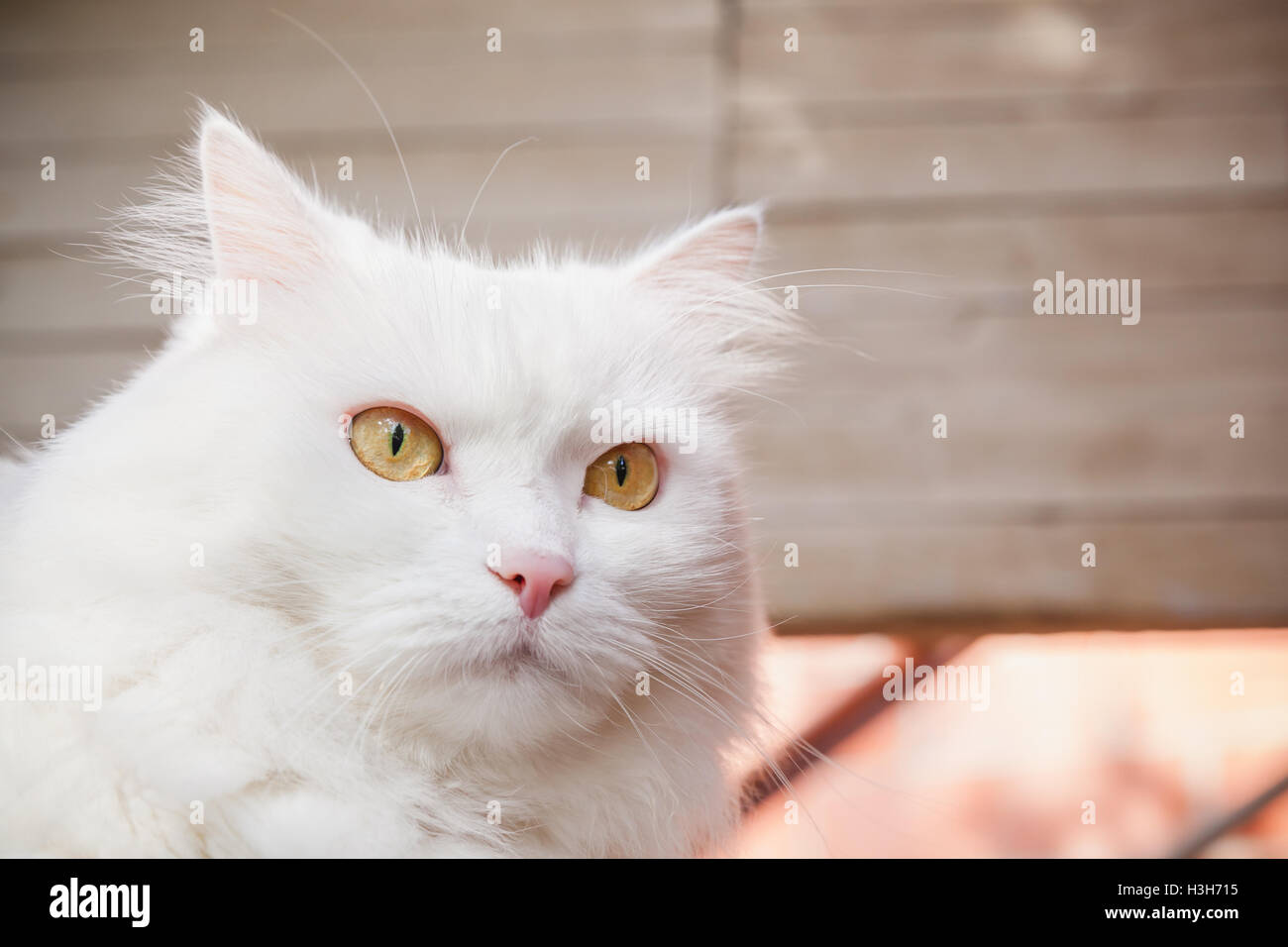 Closeup Portrait weiße flauschige Katze mit gelben Augen Stockfoto