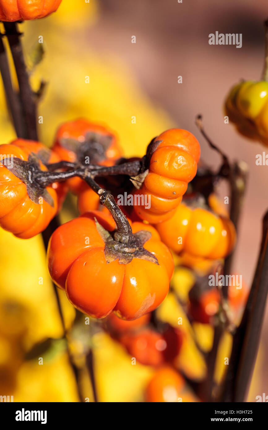 Kürbis-wissenschaftlich bekannt als Solanum Integrifolium Baum ist eine Pflanze, die aussieht, als ob es Miniatur orange Kürbisse wächst. Stockfoto