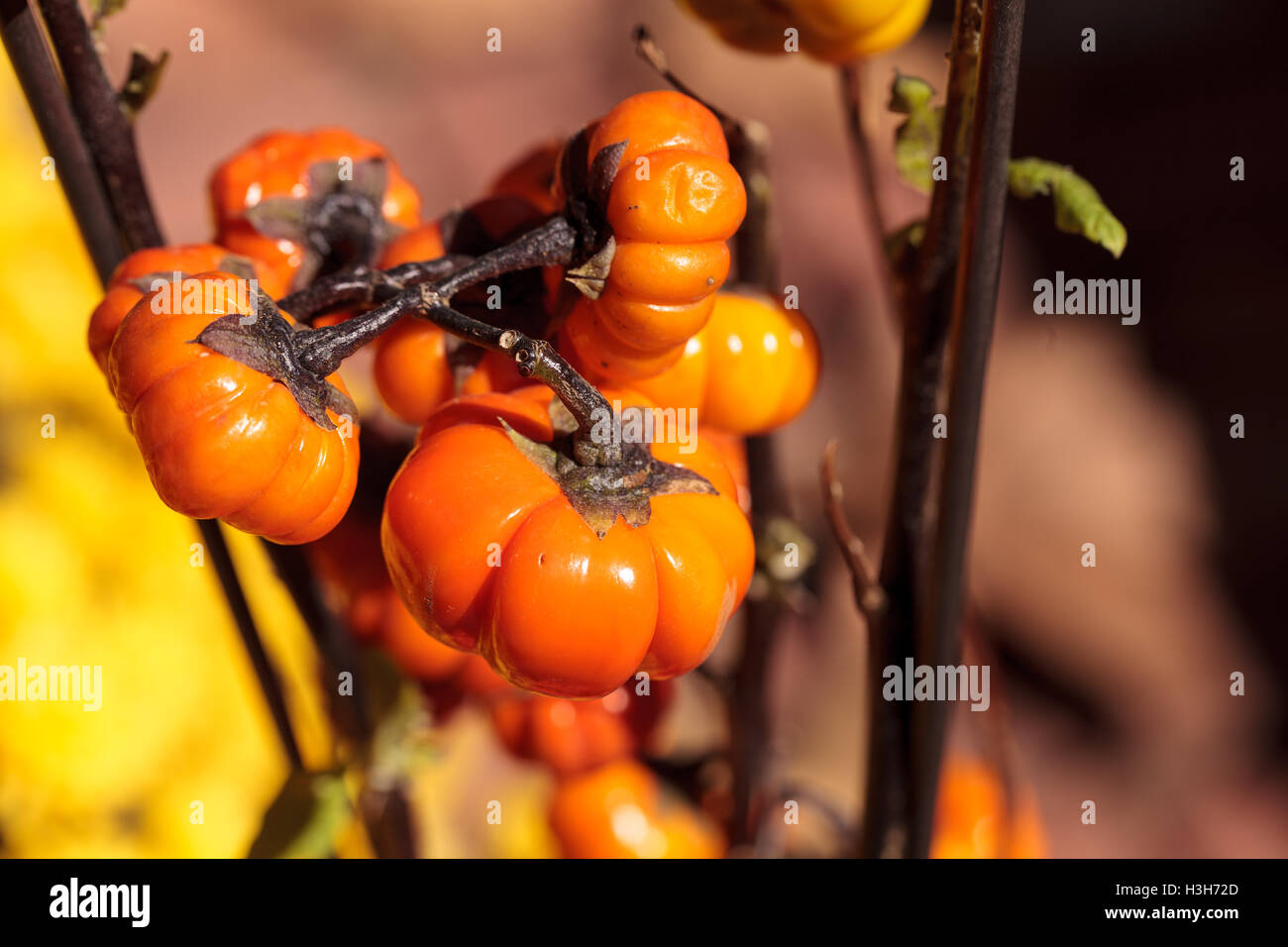 Kürbis-wissenschaftlich bekannt als Solanum Integrifolium Baum ist eine Pflanze, die aussieht, als ob es Miniatur orange Kürbisse wächst. Stockfoto