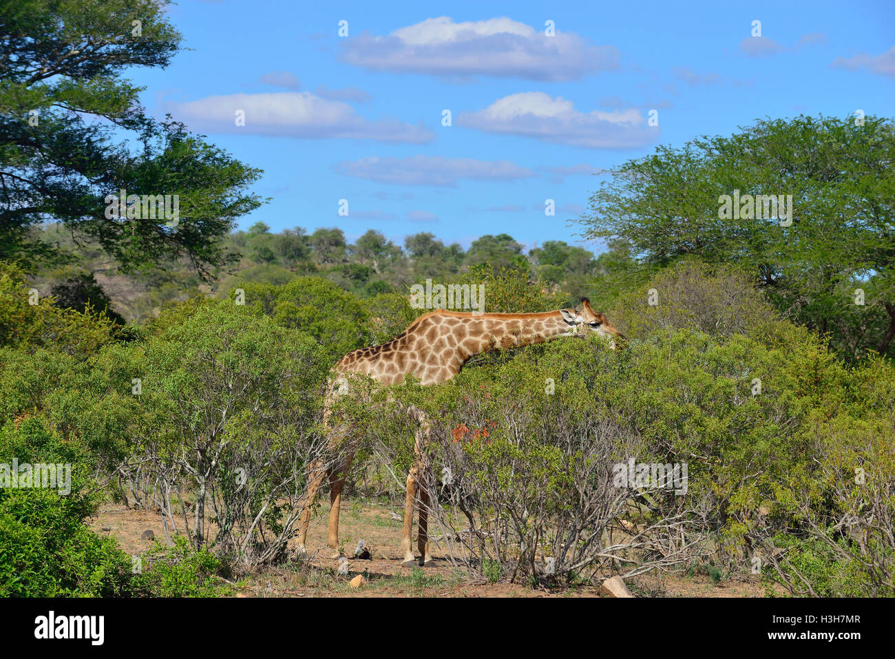 Giraffen auf den hohen Bäumen in der Nähe des Sukuza Rest Camp , Kruger National Park, Südafrika Stockfoto