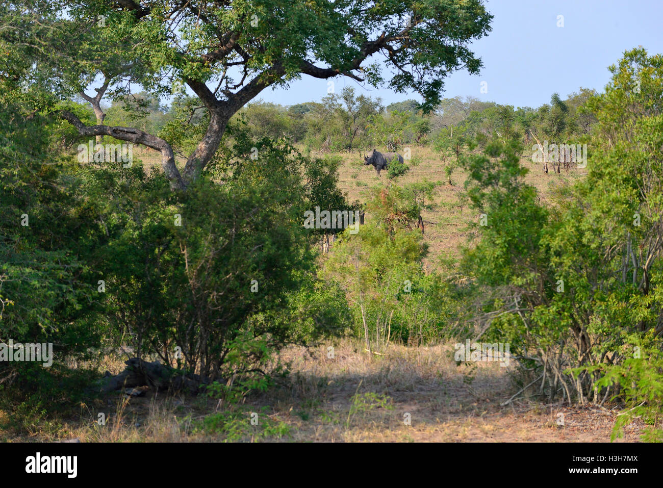Weiße Nashornnote ist eigentlich grau. Kruger National Park (KNP) im typischen Buschland rund um das Lower Sabie Rastlager, Südafrika Stockfoto