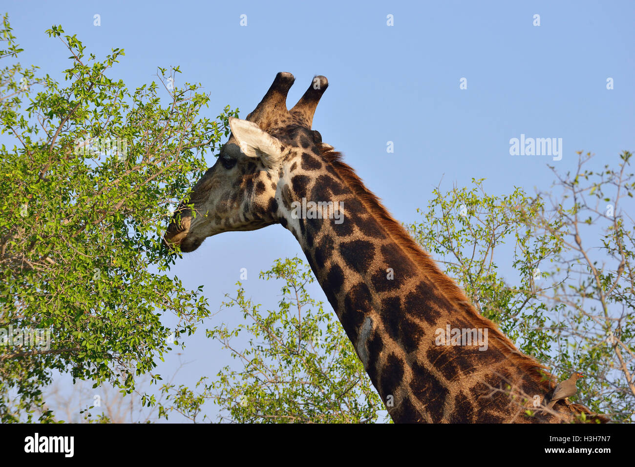 Giraffe Beweidung auf die hohen Bäume in der Nähe von Sukuza rest Camp Rest Camp, Kruger Park, Südafrika Stockfoto