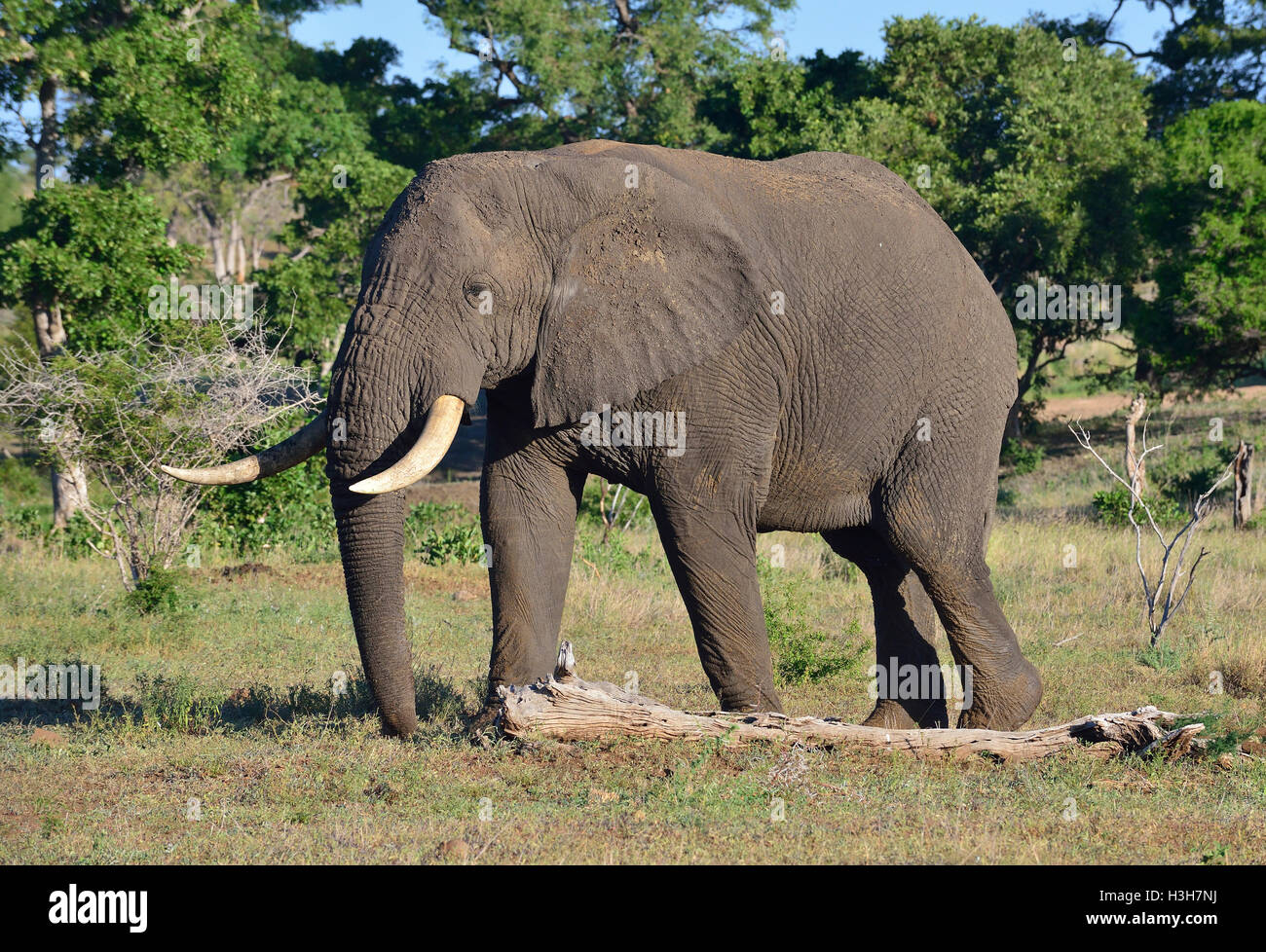 Elefant im typischen Grün, geeignet für Elefanten, um sich in der Nähe von Olifants, dem zentralen Krüger Nationalpark, Südafrika, zu ernähren Stockfoto