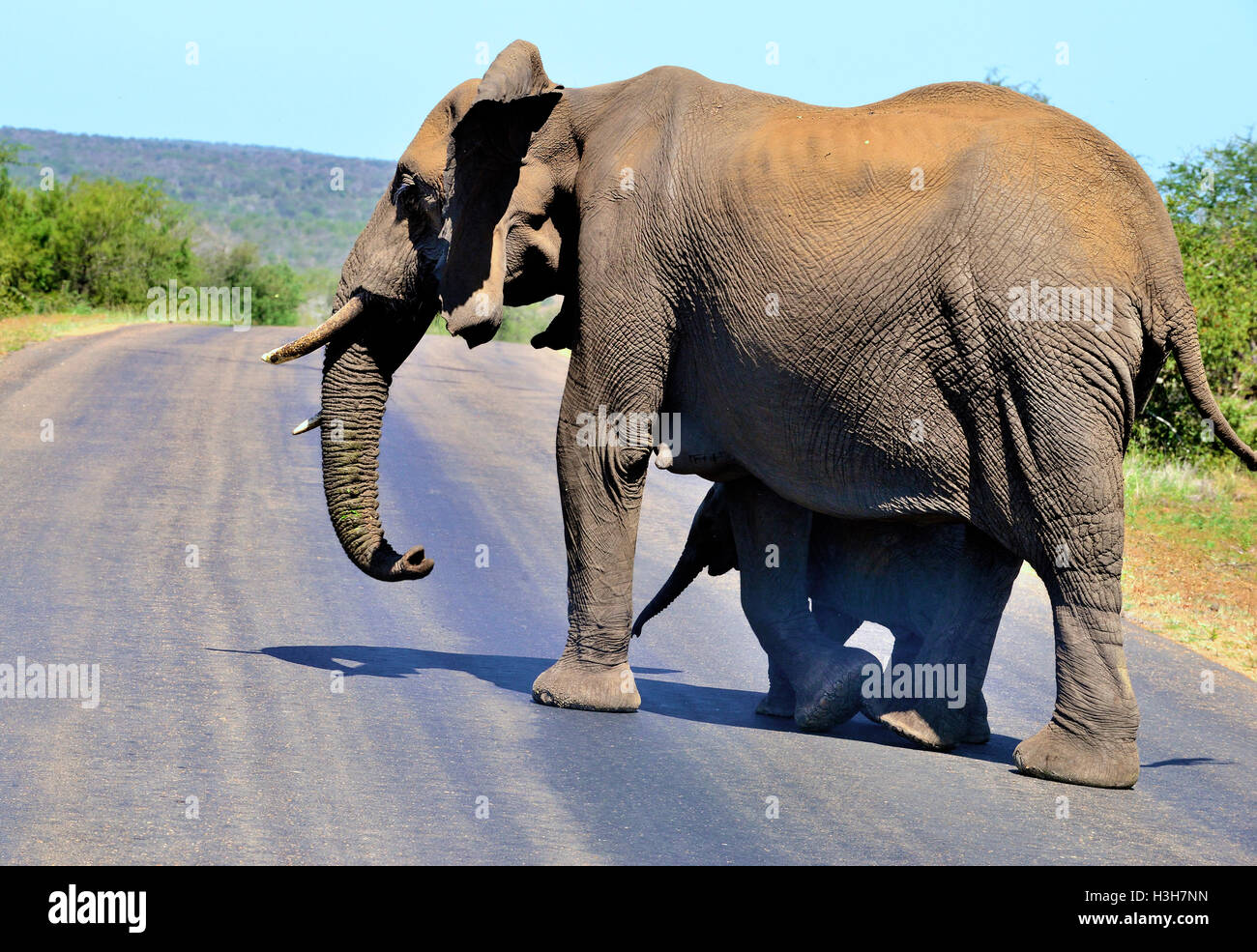 Elefanten überqueren die Straße in der Nähe des Satara Rest Camp Kruger National Park, wobei das Baby Schatten von seiner Mutter, Südafrika, sucht Stockfoto