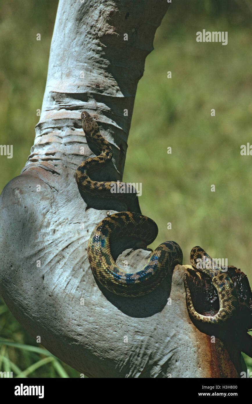 Kinder Python (Antaresia Childreni) Stockfoto