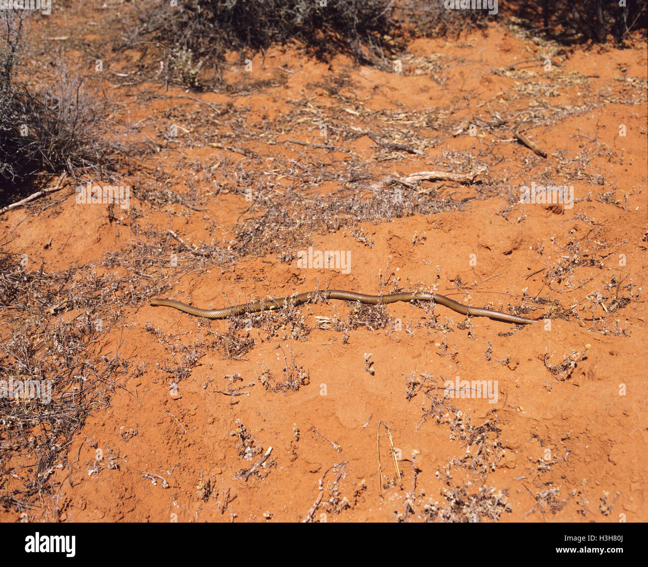 King Brown Snake (Pseudechis Australis) Stockfoto