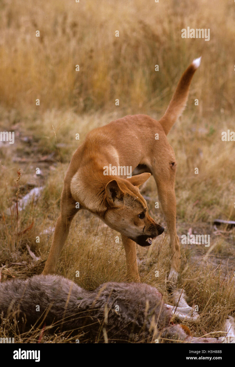 Dingo (Canis Dingo) Stockfoto