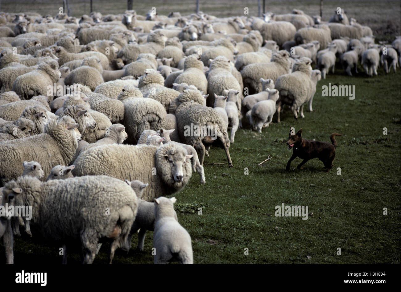 Haushund (Canis Familiaris) Stockfoto