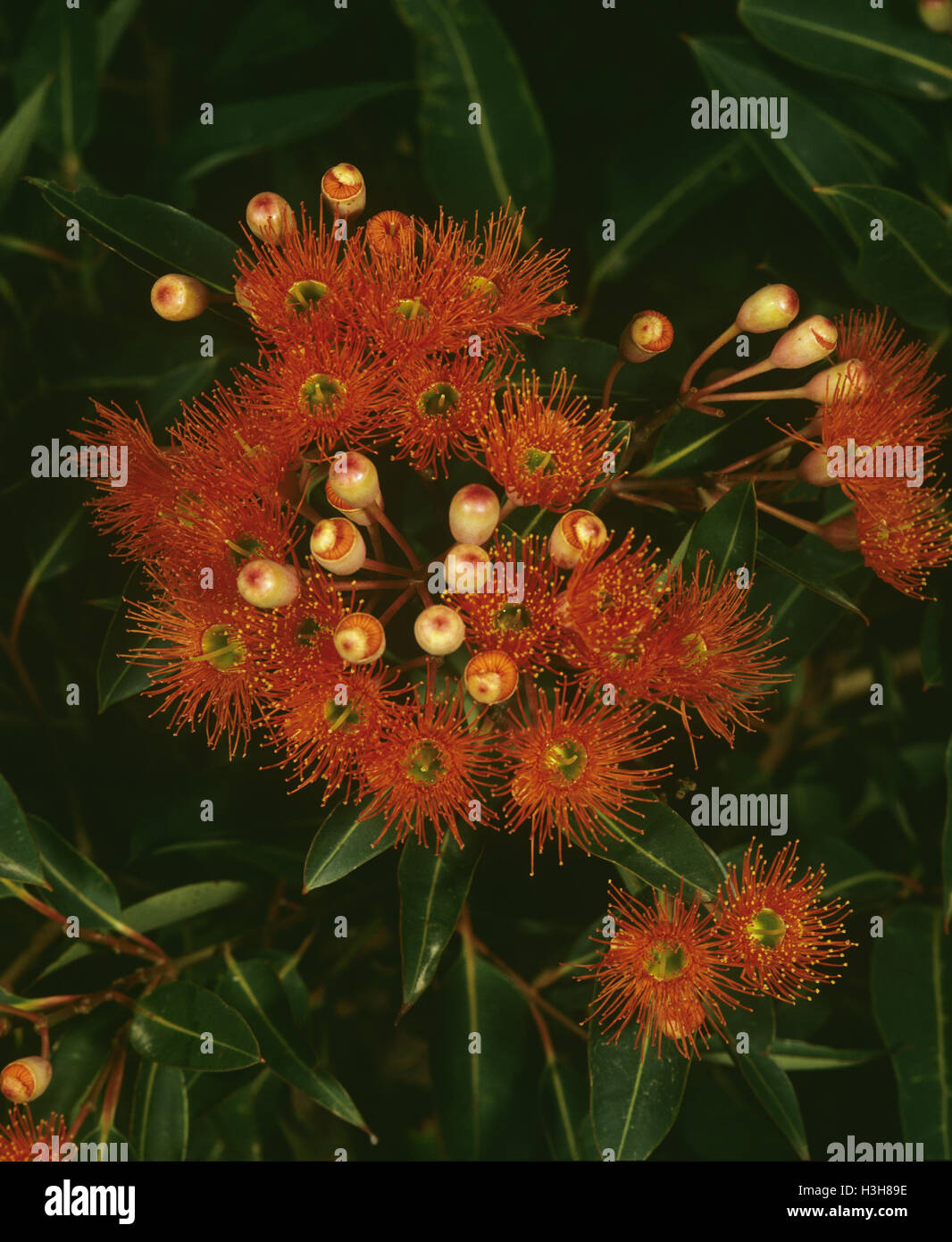 Rote Blüte Gummi (Corymbia ficifolia) Stockfoto