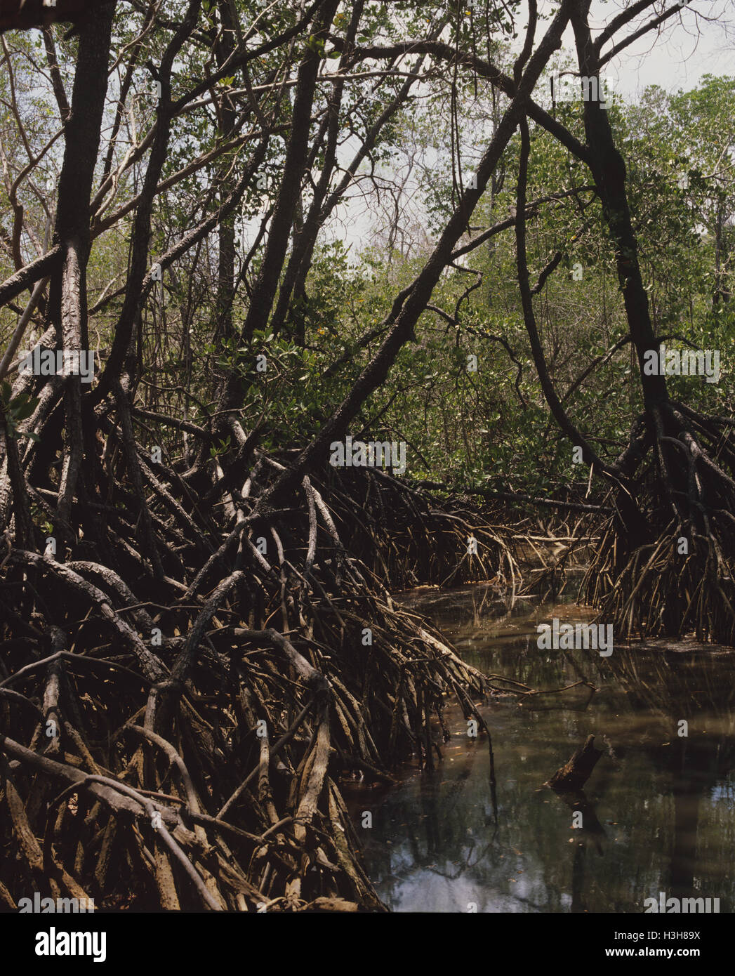 Stelzenläufer verwurzelt Mangroven (Rhizophora Stylosa) Stockfoto