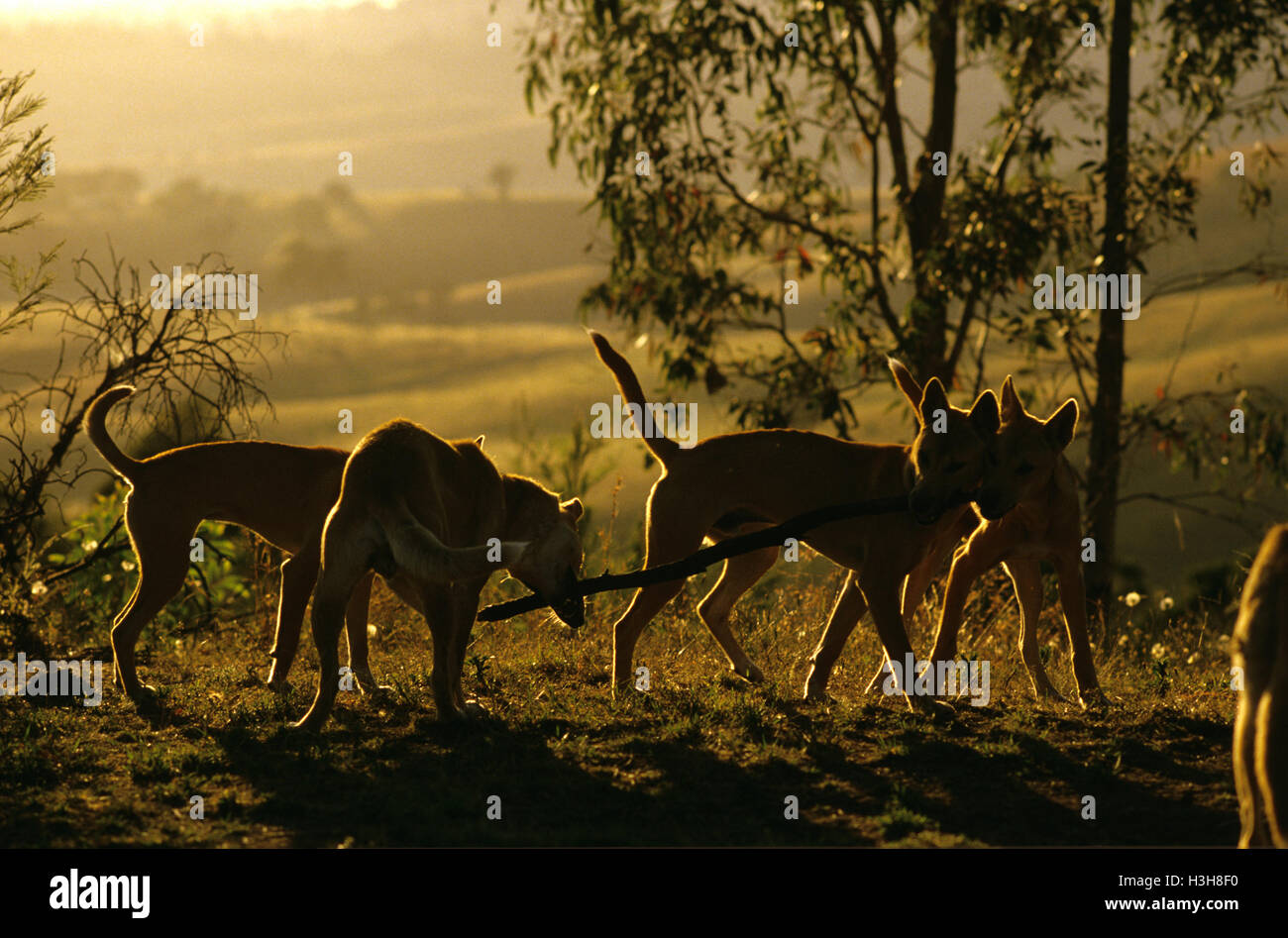 Dingo (Canis Dingo) Stockfoto