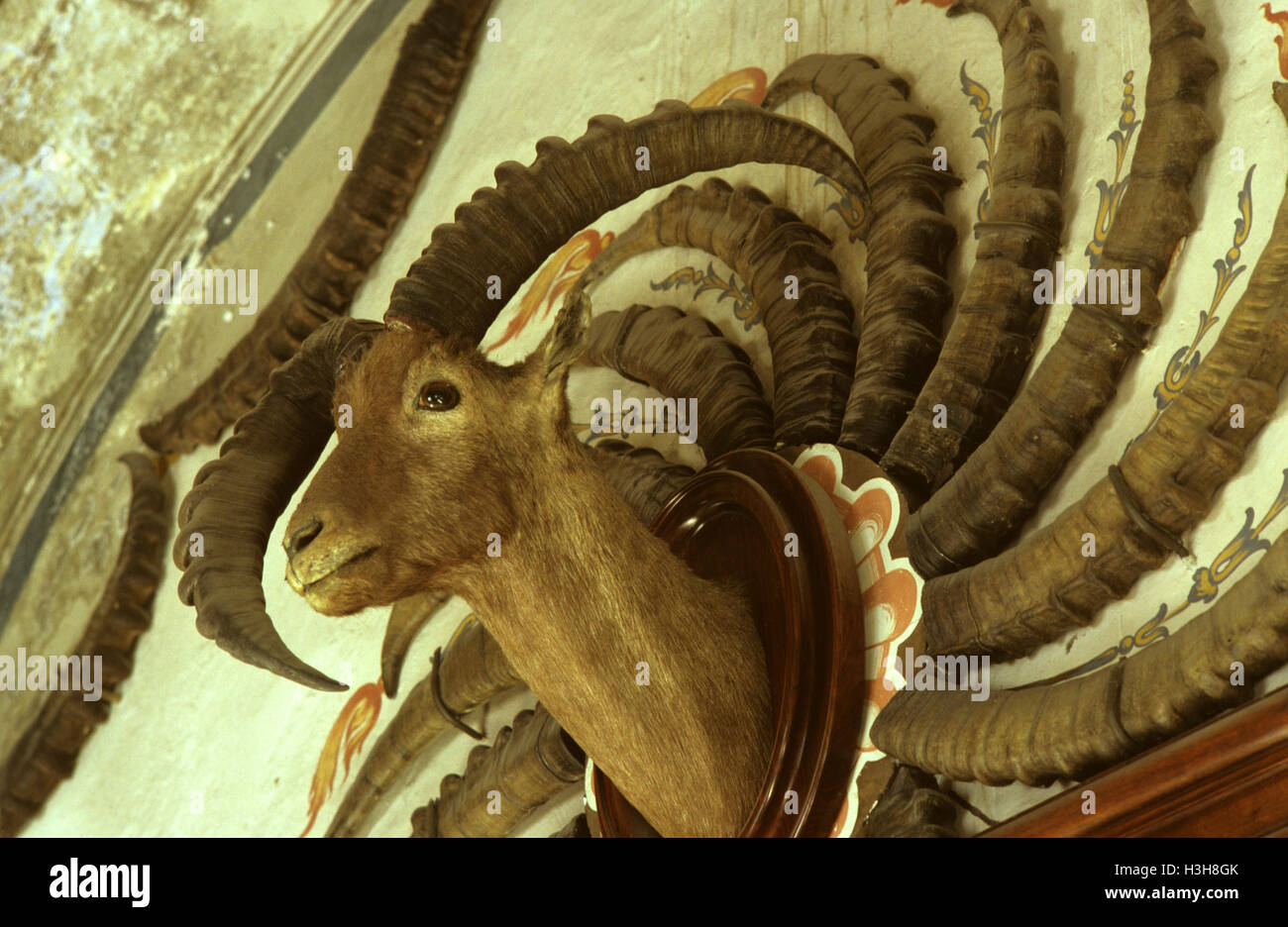 Steinbock-Trophäen von König Victor Emmanuel III von Italien Stockfoto