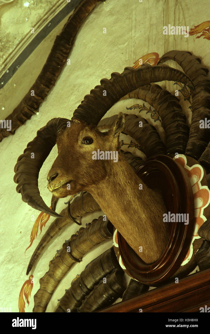 Steinbock-Trophäen von König Victor Emmanuel III von Italien Stockfoto
