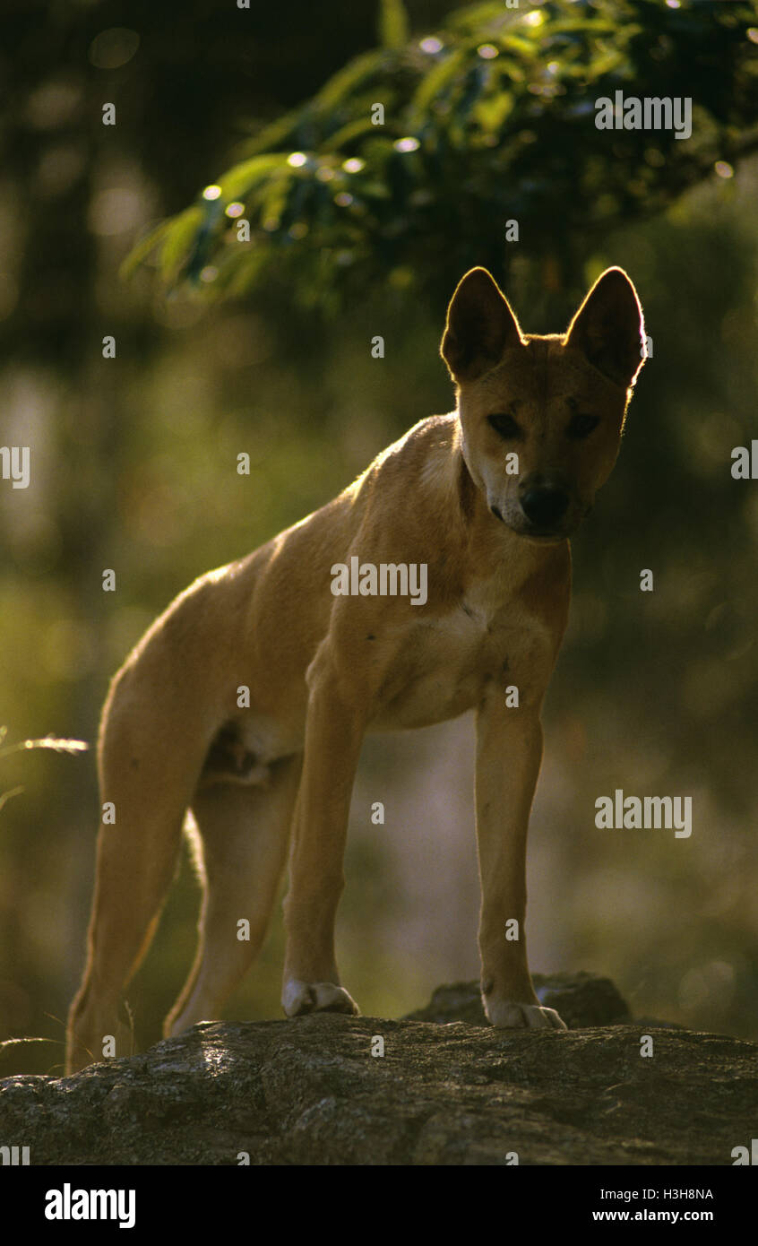 Dingo (Canis Dingo) Stockfoto