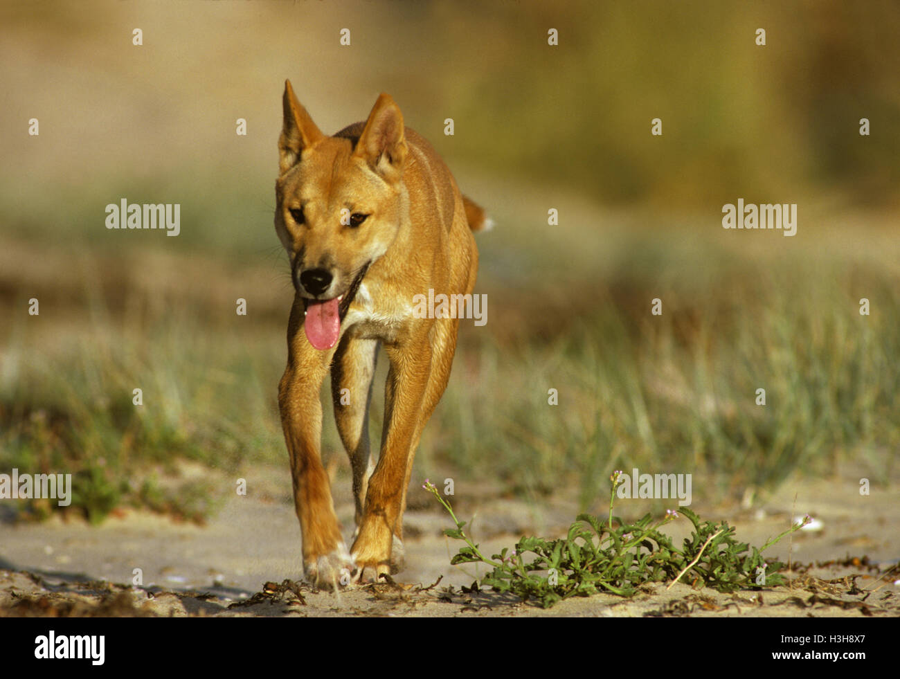 Dingo (Canis Dingo) Stockfoto