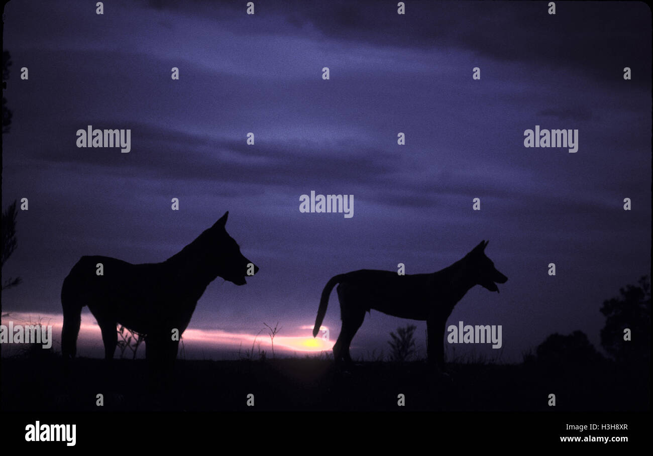 Dingo (Canis Dingo) Stockfoto