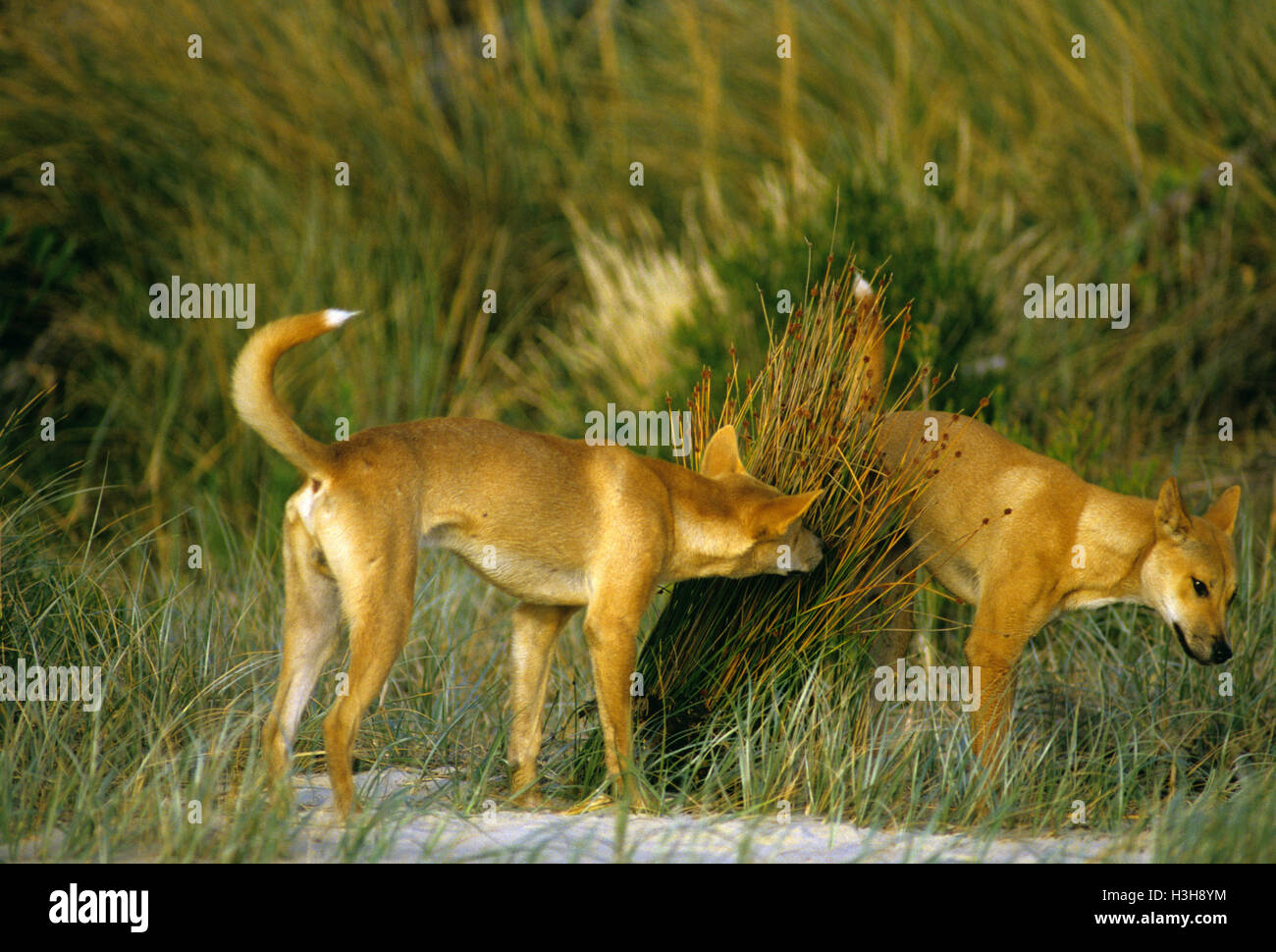 Dingo (Canis Dingo) Stockfoto