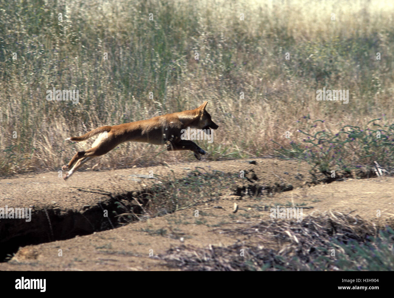 Dingo (Canis Dingo) Stockfoto